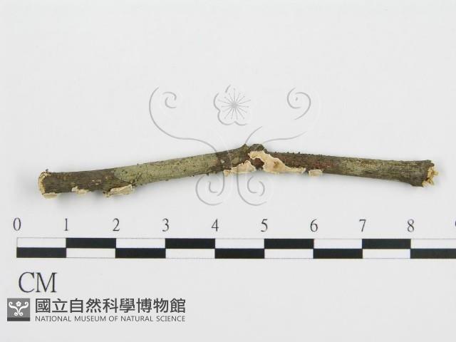 登錄號:F0001049藏品圖，第3張