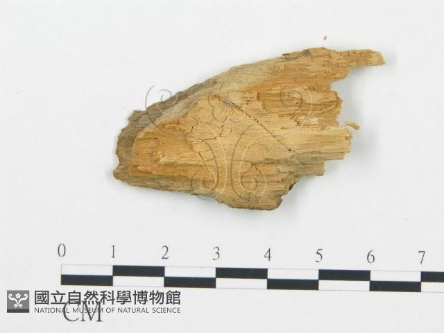 登錄號:F0014049藏品圖，第3張