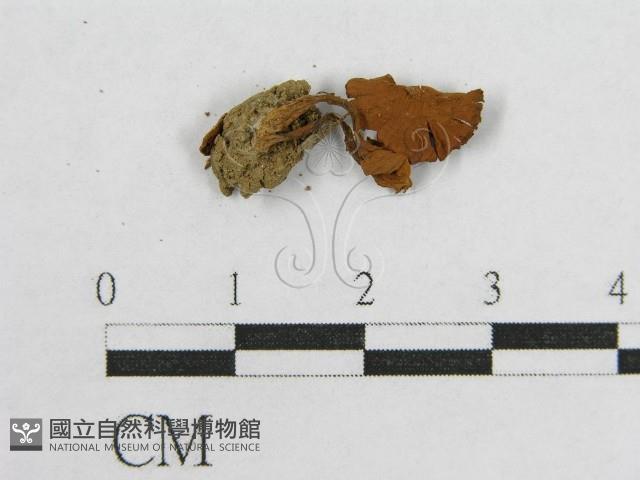 盔孢傘屬藏品圖，第3張