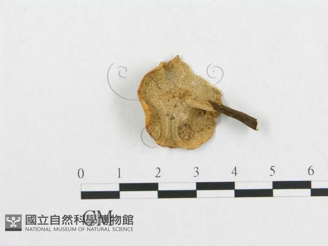 登錄號:F0007049藏品圖，第3張