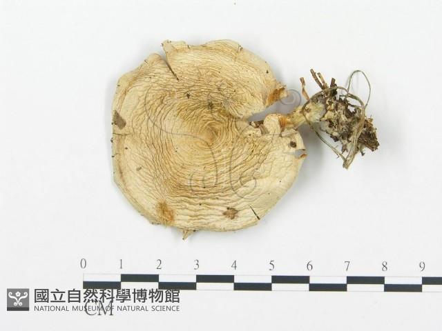 杯傘屬藏品圖，第3張