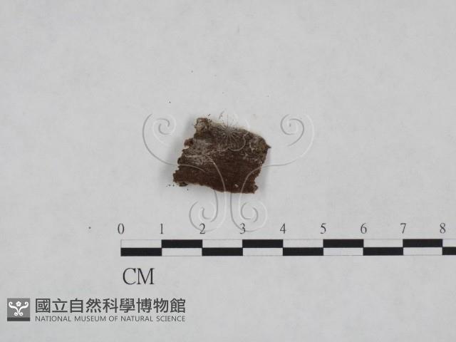 絲皮菌屬藏品圖，第3張