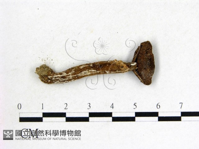 登錄號:F0003049藏品圖，第3張
