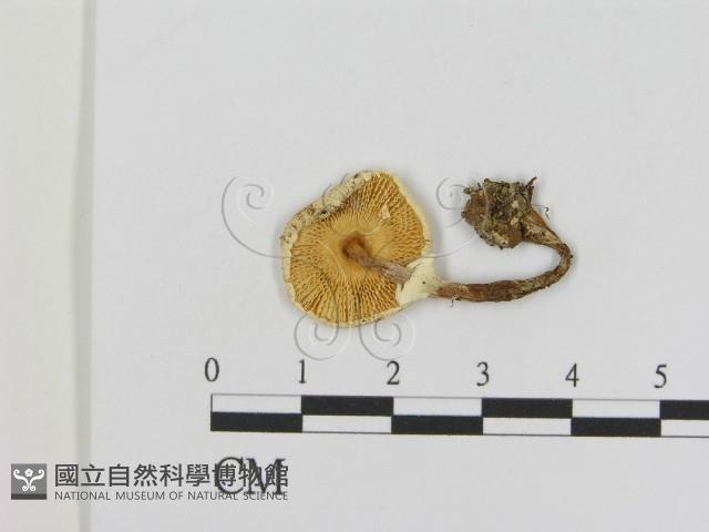 登錄號:F0013049藏品圖，第3張