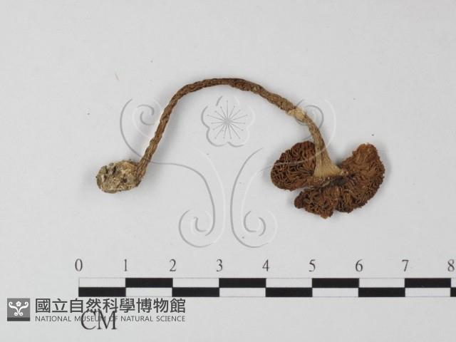 登錄號:F0008349藏品圖，第3張