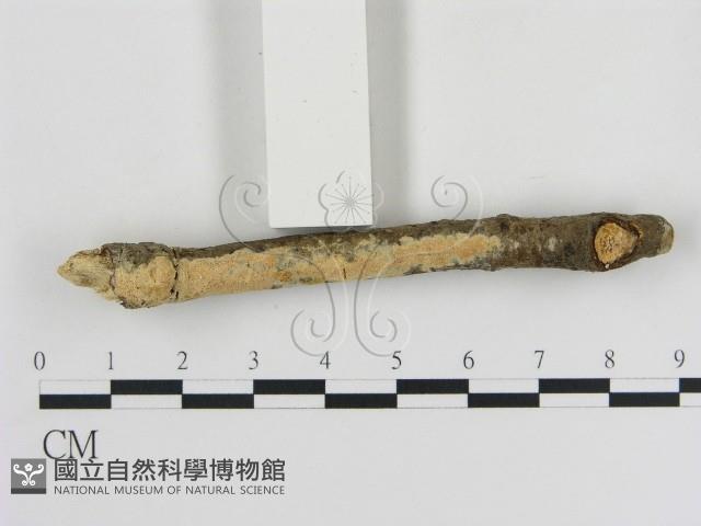 登錄號:F0010349藏品圖，第3張