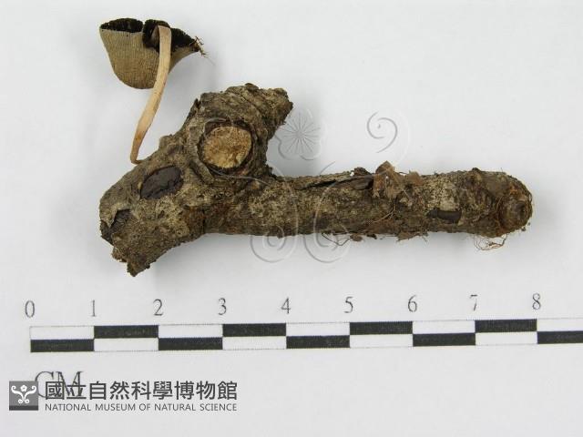 登錄號:F0016349藏品圖，第3張