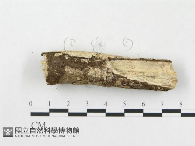 樹脂殼菌屬藏品圖，第3張