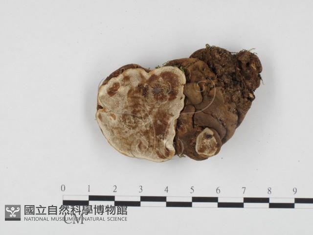 登錄號:F0024349藏品圖，第3張