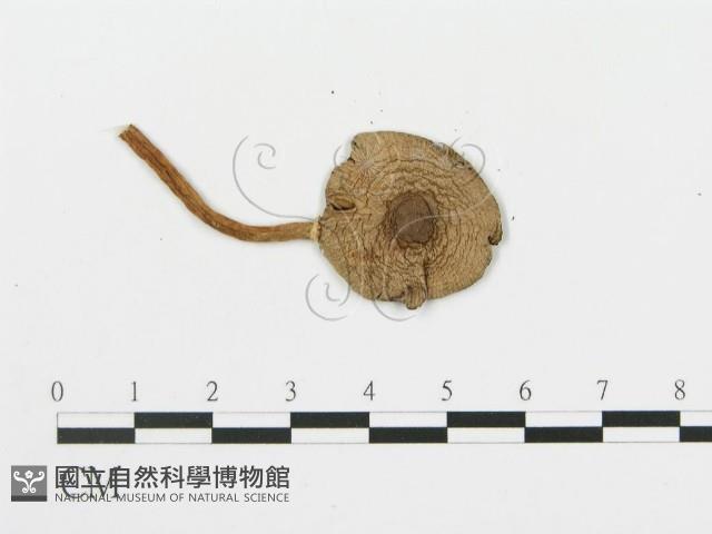 登錄號:F0014349藏品圖，第3張