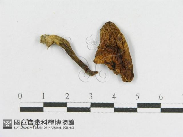 登錄號:F0012349藏品圖，第3張