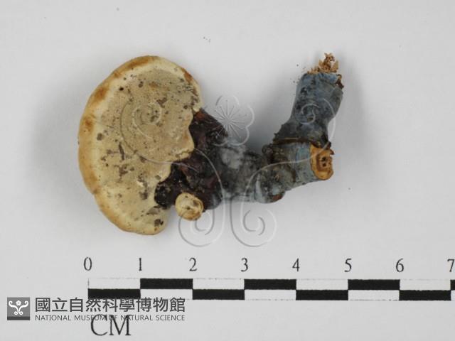 靈芝屬藏品圖，第3張