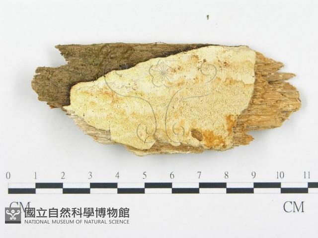 登錄號:F0017349藏品圖，第1張
