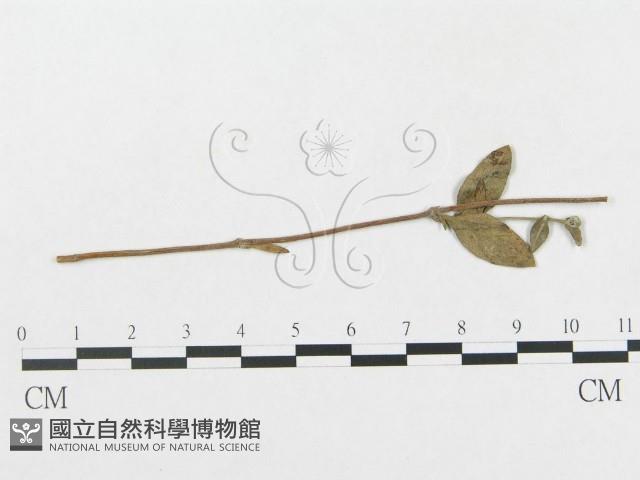 登錄號:F0019349藏品圖，第1張