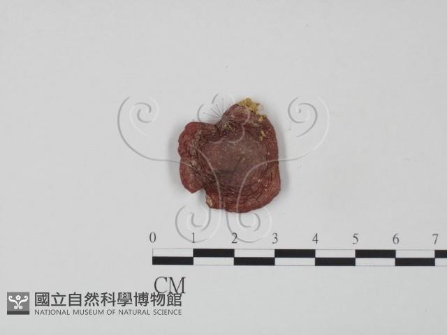 紅菇屬藏品圖，第3張