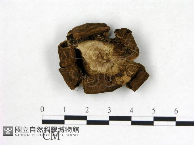 登錄號:F0020239藏品圖，第3張