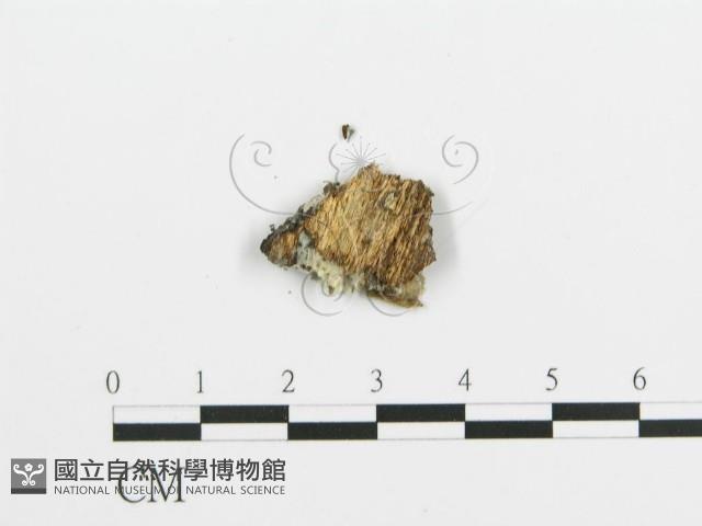 阿太菌屬藏品圖，第3張