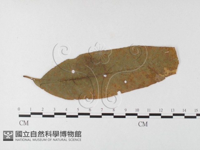 登錄號:F0026239藏品圖，第1張