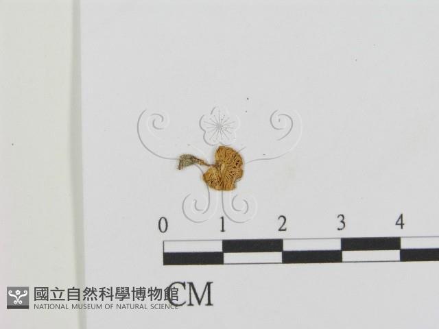 登錄號:F0016239藏品圖，第3張