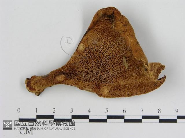 登錄號:F0001239藏品圖，第1張