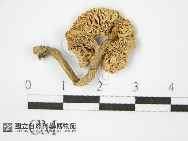 登錄號:F0011239藏品圖，第3張