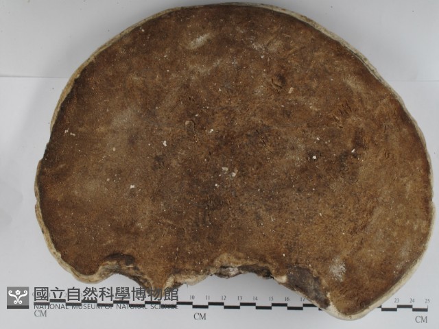登錄號:F0031239藏品圖，第3張