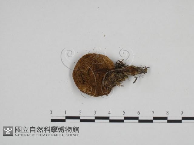 登錄號:F0024239藏品圖，第3張