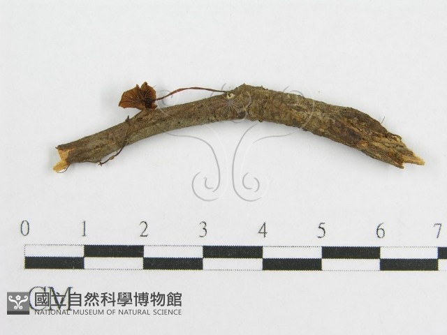 微皮傘屬藏品圖，第3張