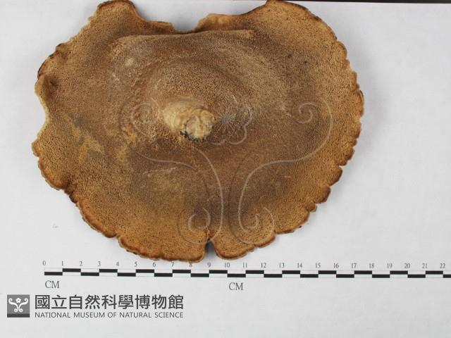 登錄號:F0027239藏品圖，第3張