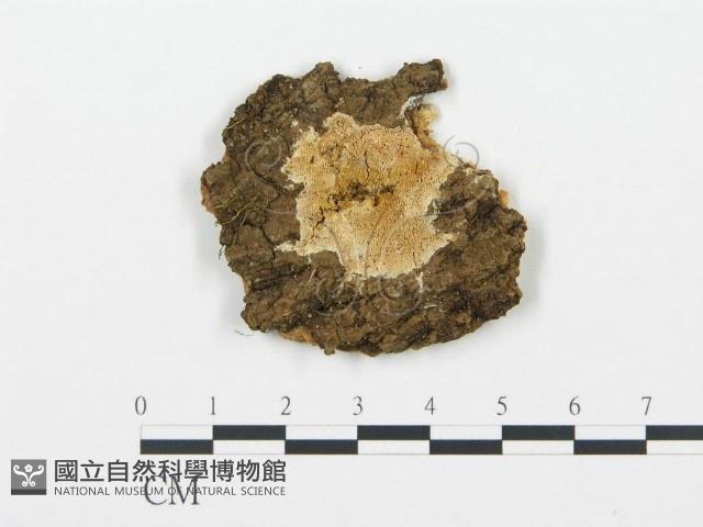 登錄號:F0017239藏品圖，第1張