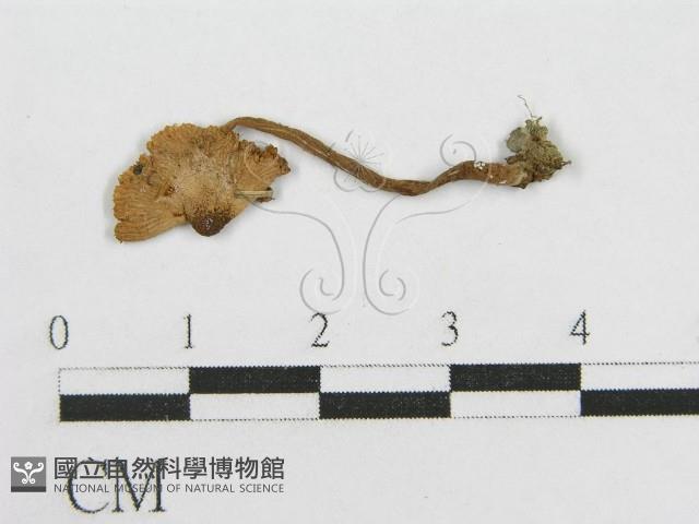 登錄號:F0005239藏品圖，第3張