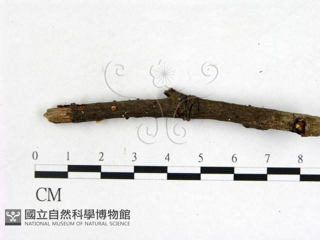 登錄號:F0009239藏品圖，第3張
