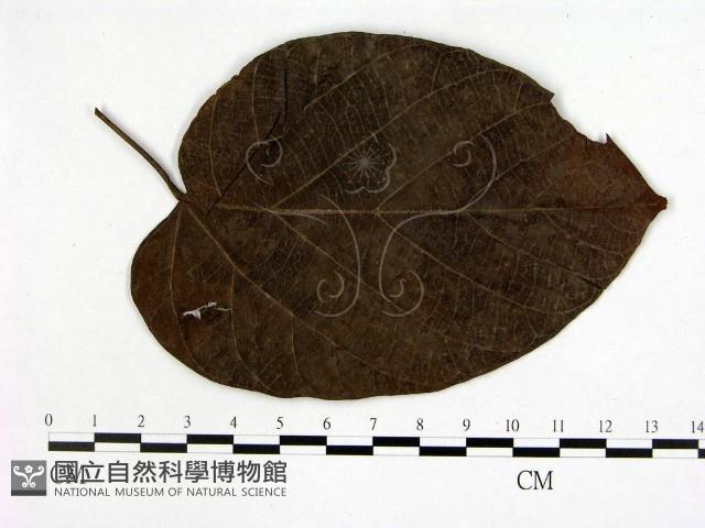 登錄號:F0019239藏品圖，第3張
