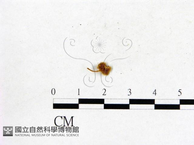登錄號:F0003239藏品圖，第3張