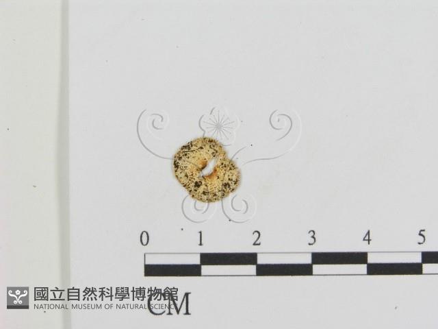登錄號:F0013239藏品圖，第3張