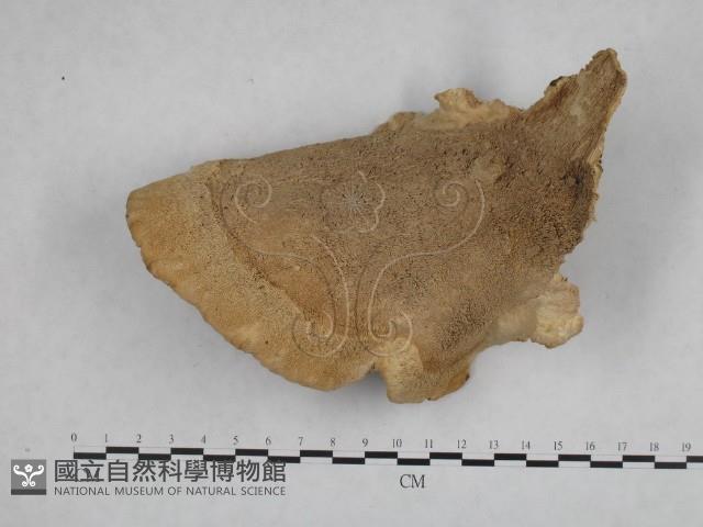 栓菌屬藏品圖，第3張