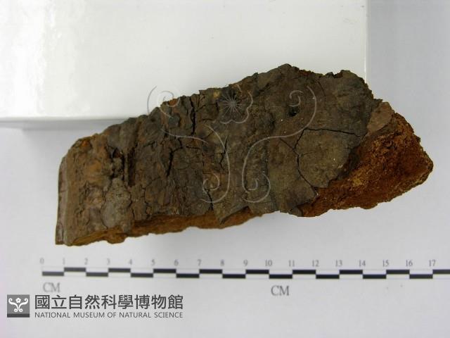登錄號:F0018839藏品圖，第3張