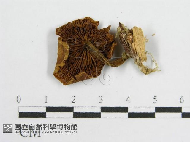 登錄號:F0010839藏品圖，第3張