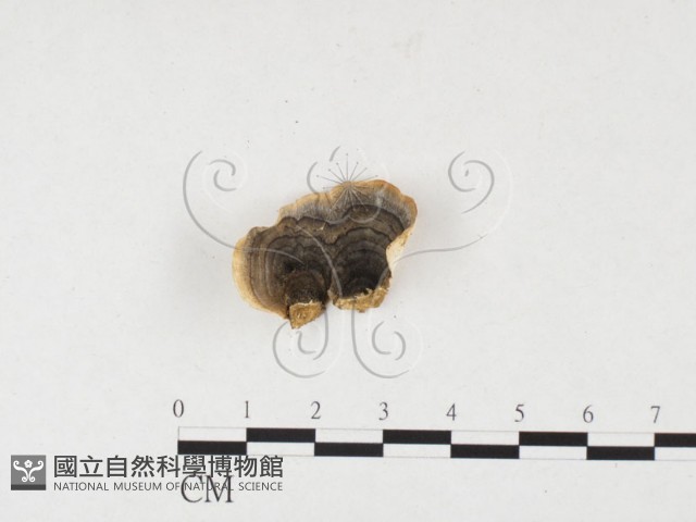 雲芝藏品圖，第3張