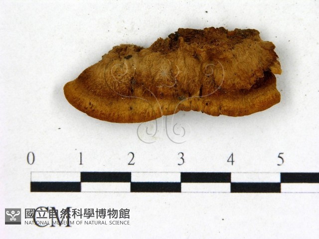 登錄號:F0006839藏品圖，第3張