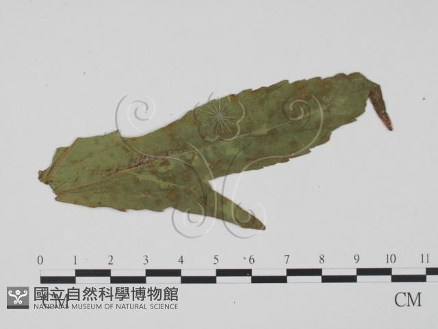 登錄號:F0011839藏品圖，第3張