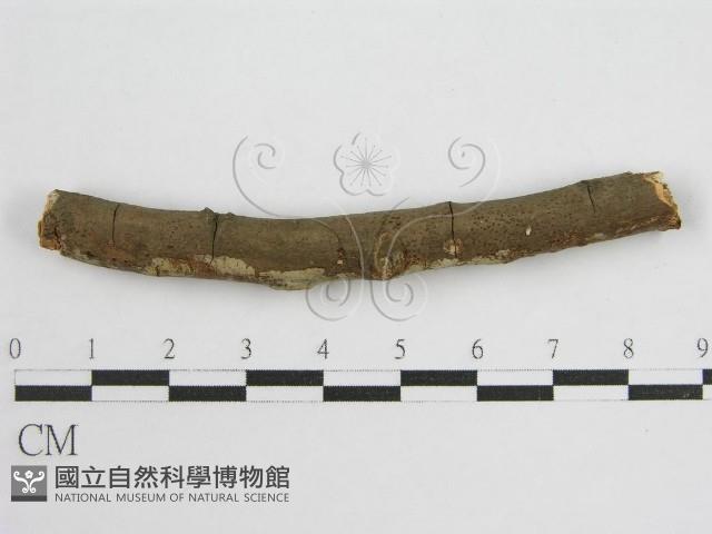 登錄號:F0012839藏品圖，第3張