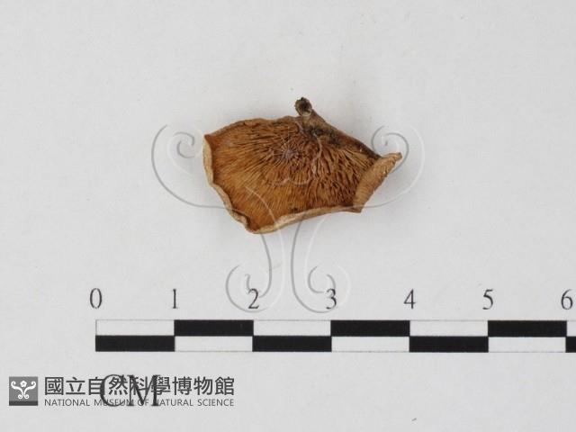 登錄號:F0025839藏品圖，第3張