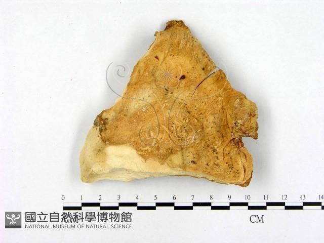 登錄號:F0005839藏品圖，第3張