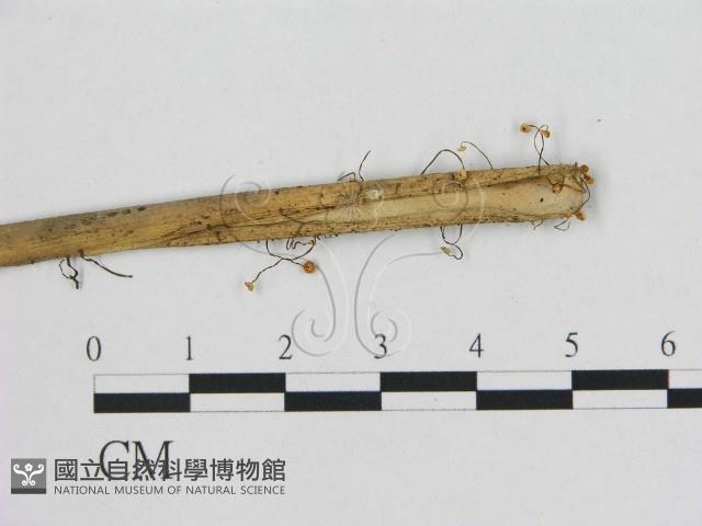 登錄號:F0015839藏品圖，第3張