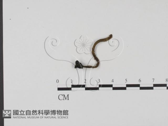 登錄號:F0009839藏品圖，第3張