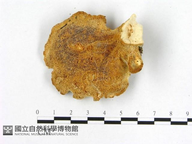 登錄號:F0019839藏品圖，第3張