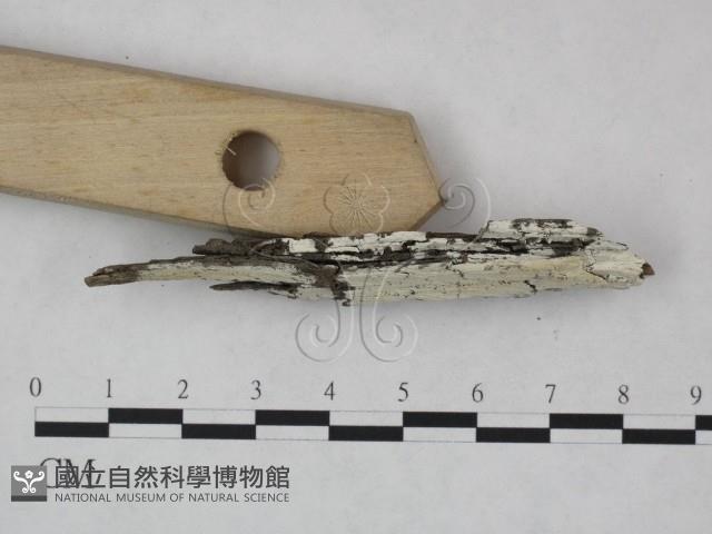 冇骨消絲齒菌藏品圖，第3張