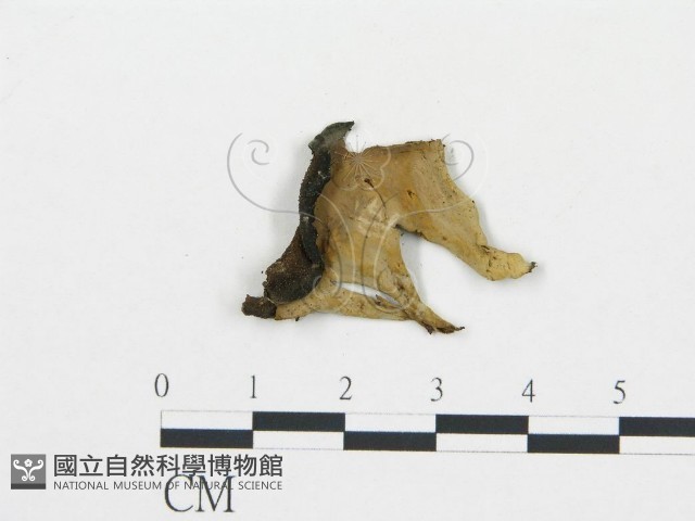 喇叭菌屬藏品圖，第3張