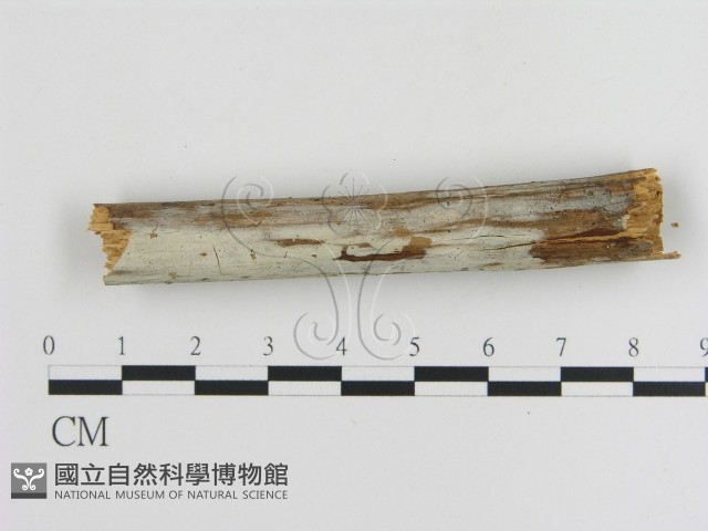 傑克菌屬藏品圖，第3張